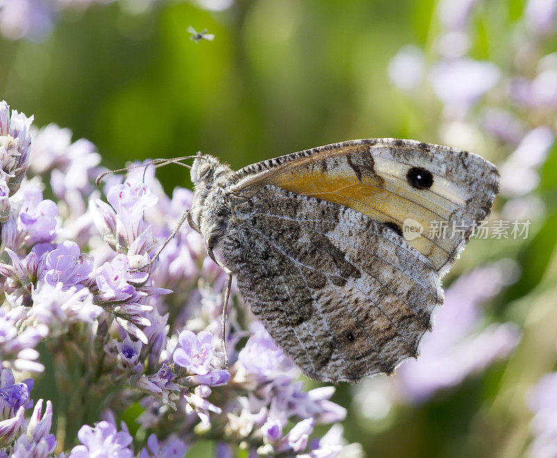 灰蝶(Hipparchia semele)